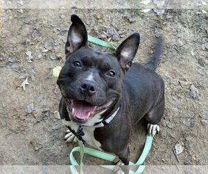 American Pit Bull Terrier-Unknown Mix Dogs for adoption in Millersville, MD, USA