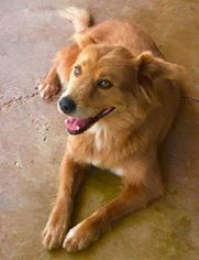 Mutt Dogs for adoption in Seahurst, WA, USA