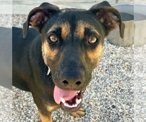 German Shepherd Dog-Unknown Mix Dogs for adoption in Jefferson, WI, USA