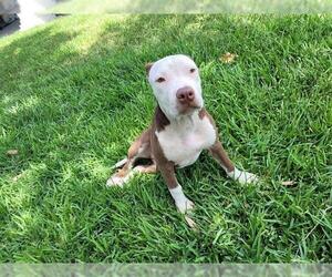 American Staffordshire Terrier-Unknown Mix Dogs for adoption in San Antonio, TX, USA