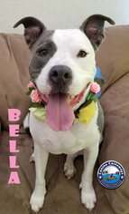American Pit Bull Terrier Dogs for adoption in Arcadia, FL, USA
