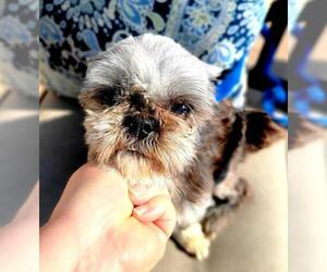 Shih Tzu-Unknown Mix Dogs for adoption in Marrero, LA, USA