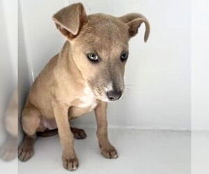 Shepradors Dogs for adoption in Houston, TX, USA