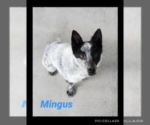 Border Collie Dogs for adoption in Gilbert, AZ, USA