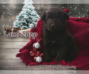 Colonial Cocker Spaniel-Pomeranian Mix Dogs for adoption in Anchorage, AK, USA