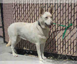 Labrador Retriever Dogs for adoption in Norco, CA, USA