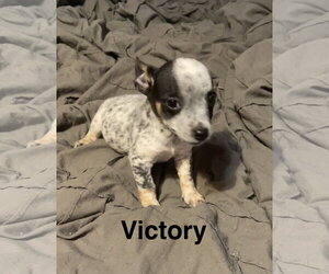 Chihuahua-Unknown Mix Dogs for adoption in Topeka, KS, USA