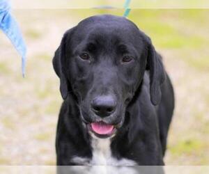 Boxador Dogs for adoption in Anniston, AL, USA