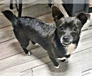 Chihuahua-Unknown Mix Dogs for adoption in Rutherfordton, NC, USA