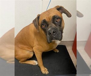 Boxer Dogs for adoption in Bakersfield, CA, USA