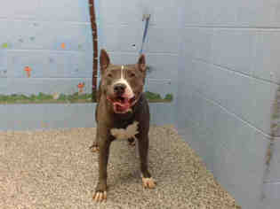 American Pit Bull Terrier-Unknown Mix Dogs for adoption in San Bernardino, CA, USA