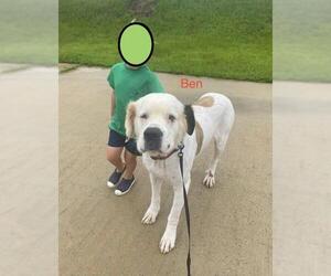 Saint Bernard Dogs for adoption in Tuscaloosa, AL, USA