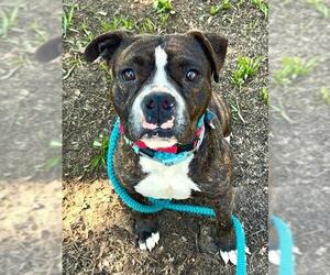 Mutt Dogs for adoption in Sacramento, CA, USA