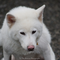 Akita Dogs for adoption in Anchorage, AK, USA
