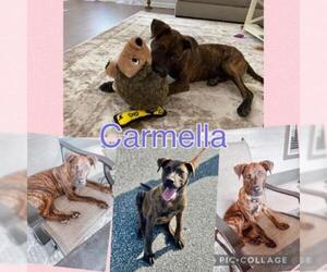 Plott Hound Dogs for adoption in Opelika, AL, USA