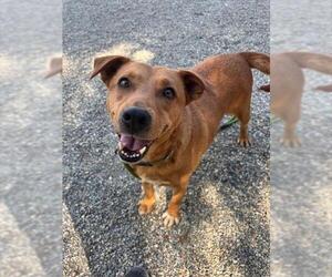 Labrador Retriever-Unknown Mix Dogs for adoption in Palmetto, FL, USA