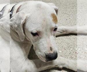 American Pit Bull Terrier Dogs for adoption in Bakersfield, CA, USA