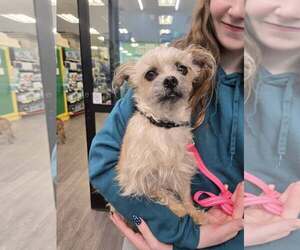 Mutt Dogs for adoption in Woodbury, NY, USA