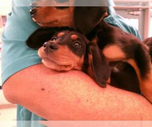 Mutt Dogs for adoption in Oklahoma City, OK, USA