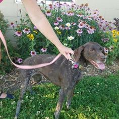 German Shorthaired Pointer Dogs for adoption in South Amana, IA, USA