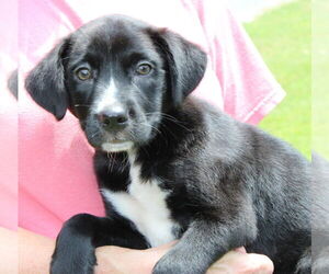 Labrador Retriever-Unknown Mix Dogs for adoption in Prattville, AL, USA