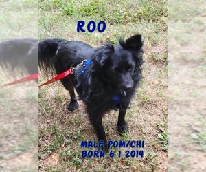 Chiranian Dogs for adoption in Huddleston, VA, USA