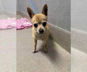 Chihuahua-Unknown Mix Dogs for adoption in Las Vegas, NV, USA