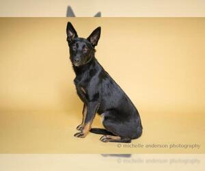 German Shepherd Dog-Unknown Mix Dogs for adoption in Corona, CA, USA