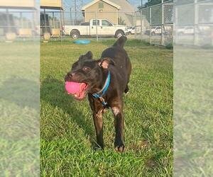 Mutt Dogs for adoption in Louisville, KY, USA