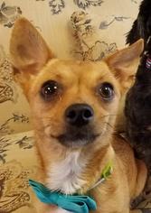 Chihuahua-Unknown Mix Dogs for adoption in Arlington, VA, USA