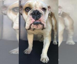 Bulldog Dogs for adoption in San Antonio, TX, USA