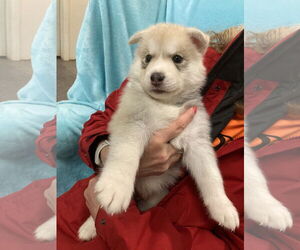 Siberian Husky Dogs for adoption in Cumming, GA, USA