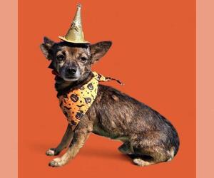 Medium Photo #1 Chihuahua Puppy For Sale in Bakersfield, CA, USA