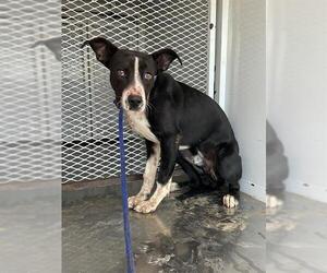 American Pit Bull Terrier Dogs for adoption in Bakersfield, CA, USA