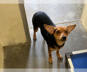 Dachshund-Unknown Mix Dogs for adoption in Ocala, FL, USA