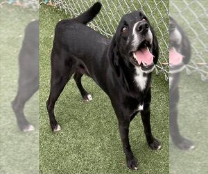 Labrador Retriever Dogs for adoption in Texas City, TX, USA