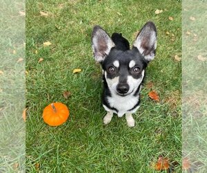 Chihuahua-Unknown Mix Dogs for adoption in Rochester, NY, USA