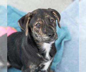 Labrador Retriever-Unknown Mix Dogs for adoption in San Diego, CA, USA