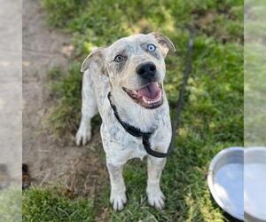 American Pit Bull Terrier-Australian Cattle Dog Mix Dogs for adoption in Modesto, CA, USA
