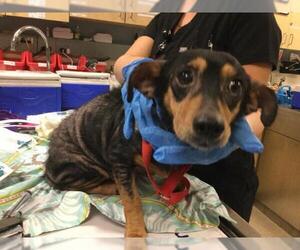Mutt Dogs for adoption in Riverside, CA, USA