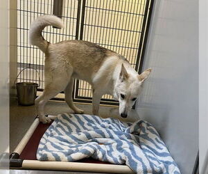 Siberian Husky Dogs for adoption in West Valley, UT, USA