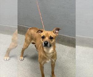 German Shepherd Dog-Unknown Mix Dogs for adoption in Las Vegas, NV, USA