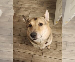 German Shepherd Dog-Unknown Mix Dogs for adoption in Chandler, AZ, USA