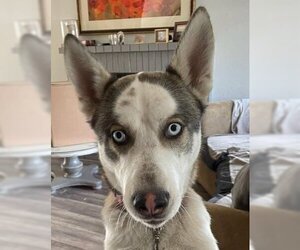 - Mix Dogs for adoption in danville, CA, USA