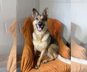 German Shepherd Dog-Unknown Mix Dogs for adoption in San Leon, TX, USA