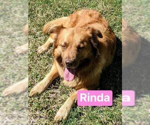 Retriever -Unknown Mix Dogs for adoption in Alexandria, VA, USA