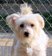 Medium Photo #1 Maltipoo Puppy For Sale in Lindsay, CA, USA