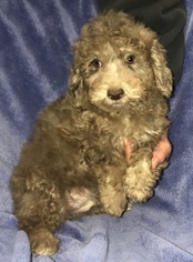 Poodle (Miniature) Dogs for adoption in Cumming, GA, USA