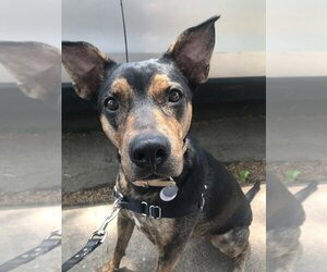Plott Hound-Rottweiler Mix Dogs for adoption in Sheridan, CO, USA
