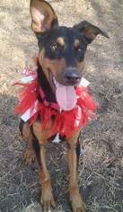 Doberman Pinscher Dogs for adoption in Bandera, TX, USA